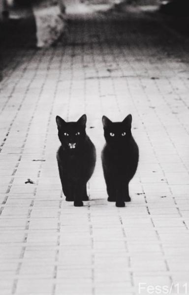 Фото Black_Cat